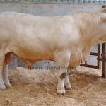 WCC Nagy-Britannia 2012 - Helge